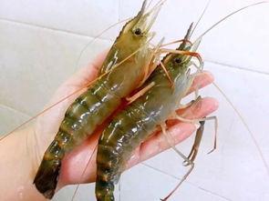 国产对白虾是淡水虾吗